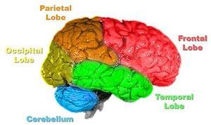 Brain lobes